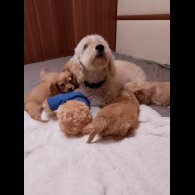 Cavapoo - Both