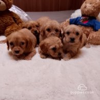 Cavapoo - Both