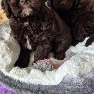 Cockapoo - Dogs