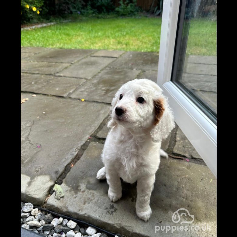 Champagne cockapoo fashion puppies