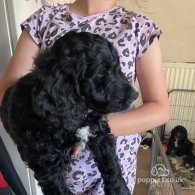 Cockapoo - Both