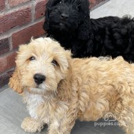 Cockapoo - Dogs