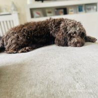 Cockapoo - Both