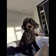 Cockapoo