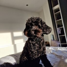 Cockapoo