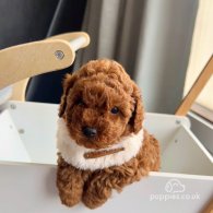 Cockapoo - Both