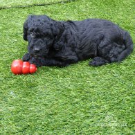 Cockapoo - Both