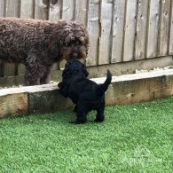 Cockapoo - Both