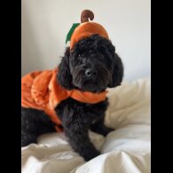 Cockapoo