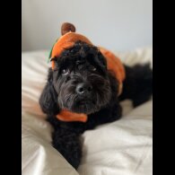 Cockapoo