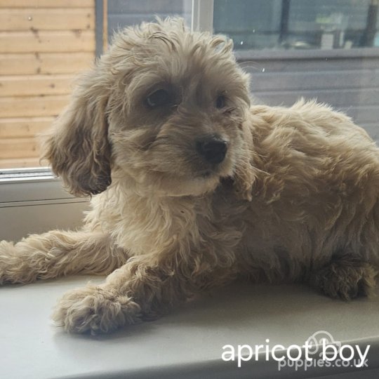 Cockapoo - Both