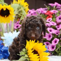 Cockapoo - Both