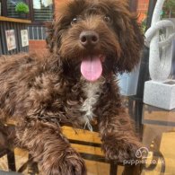 Cockapoo - Both