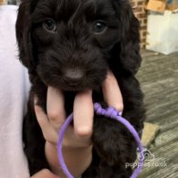 Cockapoo - Both