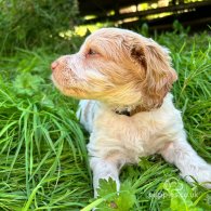 Cockapoo - Both