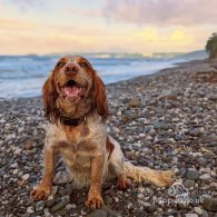 Cockapoo - Both