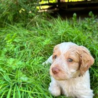 Cockapoo - Both