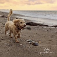 Cockapoo - Both