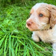 Cockapoo - Both