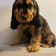 Cocker Spaniel (Working & Show) - Both