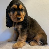 Cocker Spaniel (Working & Show) - Both