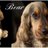 Cocker Spaniel (Working & Show) - Both