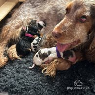 Cocker Spaniel (Working & Show) - Both