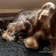 Cocker Spaniel (Working & Show) - Both