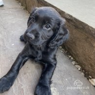 Cocker Spaniel (Working & Show) - Both