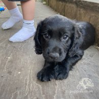 Cocker Spaniel (Working & Show) - Both