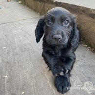 Cocker Spaniel (Working & Show) - Both