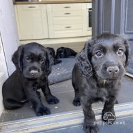 Cocker Spaniel (Working & Show) - Both