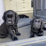 Cocker Spaniel (Working & Show) - Both