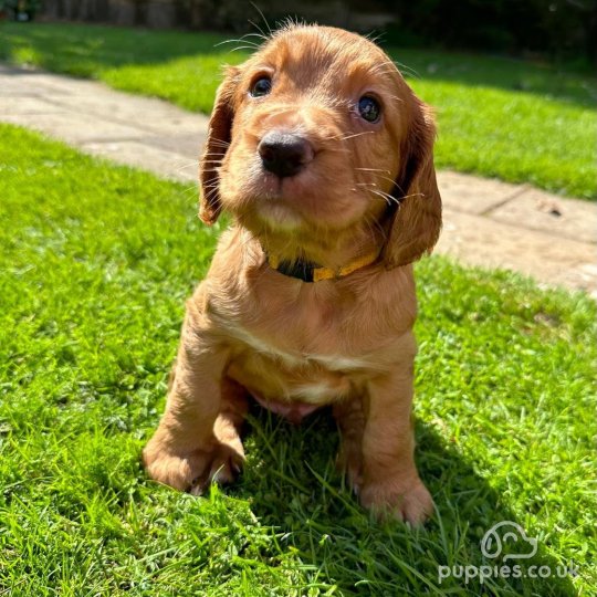 Cocker Spaniel (Working & Show) - Both