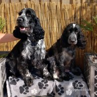 Cocker Spaniel (Working & Show) - Bitches