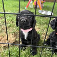 Cocker Spaniel (Working & Show) - Both