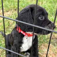 Cocker Spaniel (Working & Show) - Both