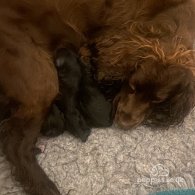 Cocker Spaniel (Working & Show) - Both