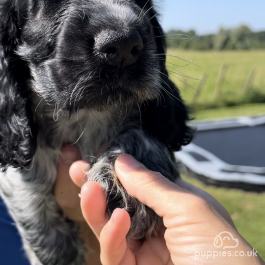 Cocker Spaniel (Working & Show) - Both