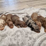 Dachshund (Standard & Miniature) - Both