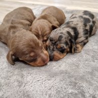 Dachshund (Standard & Miniature) - Both