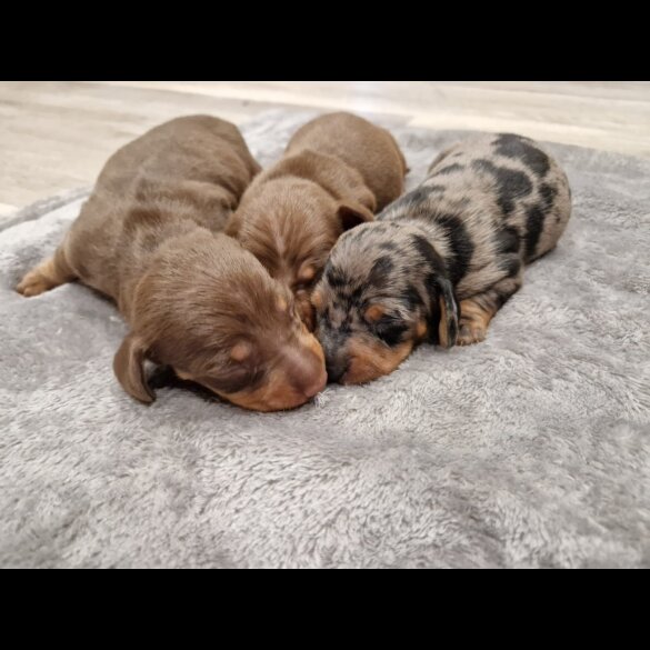 Dachshund (Standard &amp; Miniature) - Both