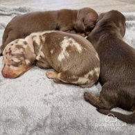 Dachshund (Standard & Miniature) - Both