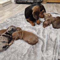 Dachshund (Standard & Miniature) - Both