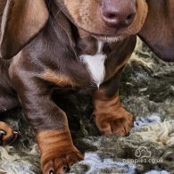 Dachshund (Standard & Miniature) - Dogs