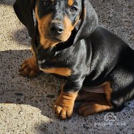 Dachshund (Standard & Miniature) - Dogs