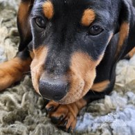 Dachshund (Standard & Miniature) - Dogs