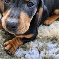 Dachshund (Standard & Miniature) - Dogs