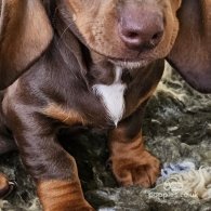 Dachshund (Standard & Miniature) - Dogs