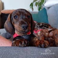 Dachshund (Standard & Miniature) - Both